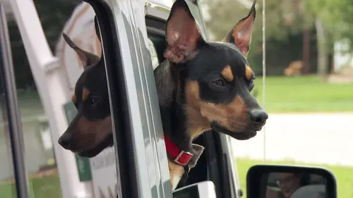 L'incroyable Dr Pol Miracle pour un crack