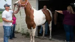 L'incroyable Dr Pol Pattes folles