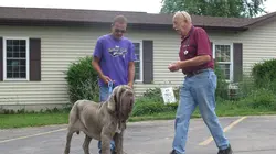 L'incroyable Dr Pol Pattes folles