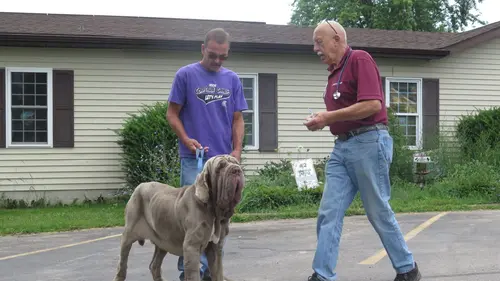 L'incroyable Dr Pol Pattes folles