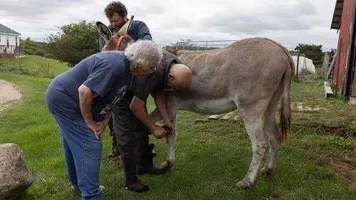 L'incroyable Dr Pol Chiots devant !