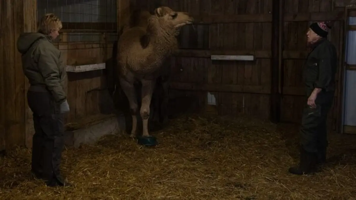 L'incroyable Dr Pol Un hiver waouf