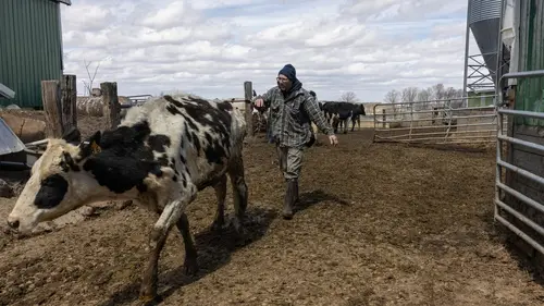 L'incroyable Dr Pol Un pour tous, tous poulain !