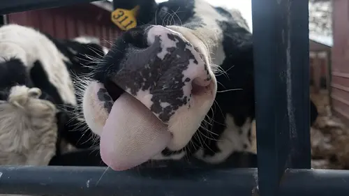 L'incroyable Dr Pol Gentleman chat-brioleur