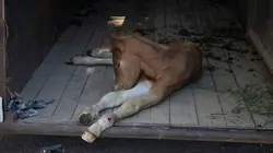 L'incroyable Dr Pol Tempête de poils