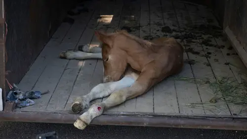L'incroyable Dr Pol Tempête de poils