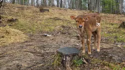 L'incroyable Dr Pol Imperturbables