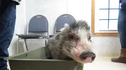 L'incroyable Dr Pol La folie printanière