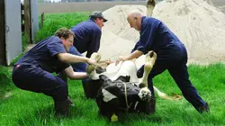 L'incroyable Dr Pol  Oh la vache !