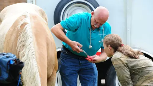 L'incroyable Dr Pol Revient à ses moutons