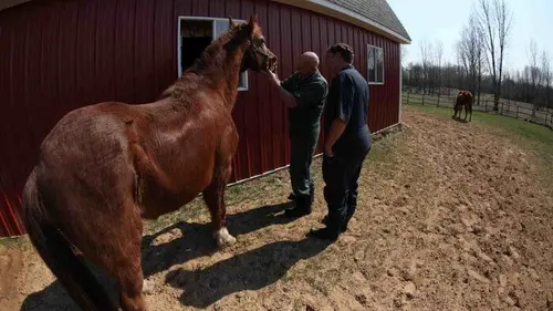 L'incroyable Dr Pol Alerte à la tornade