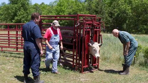L'incroyable Dr Pol Au galop !