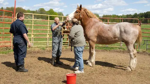 L'incroyable Dr Pol Le docteur est malade