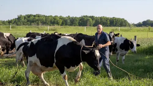 L'incroyable Dr Pol Une journée de chien