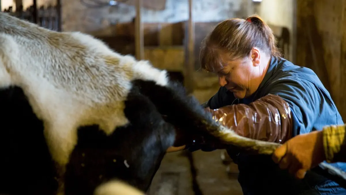 L'incroyable Dr Pol Des nerfs d'acier