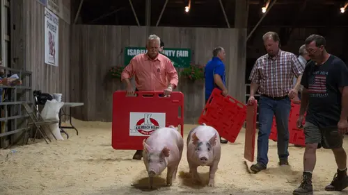 L'incroyable Dr Pol Mon beau cochon