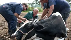 L'incroyable Dr Pol  Cache-cache