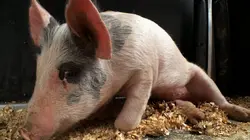 L'incroyable Dr Pol Un lama difficile