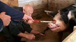 L'incroyable Dr Pol Cochons sous la pluie