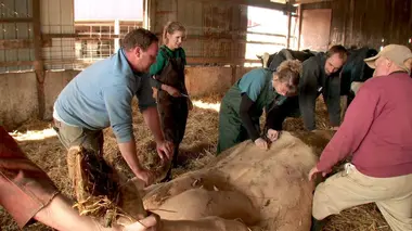 L'incroyable Dr Pol