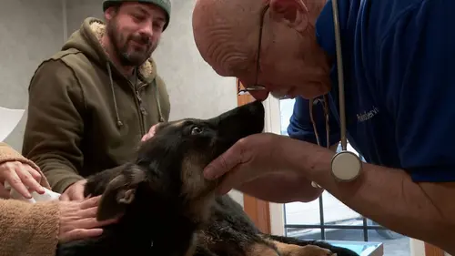 L'incroyable Dr Pol Chiens en détresse