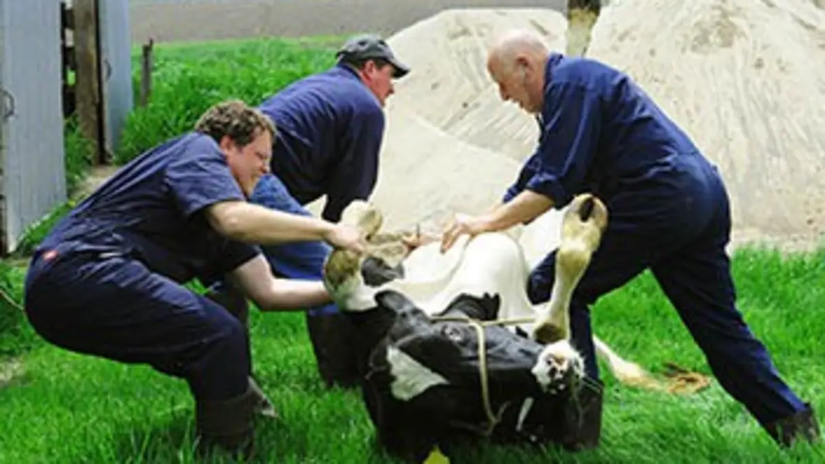 L'incroyable Dr Pol S01E02 Oh la vache !