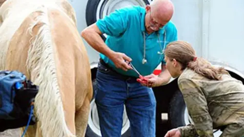 L'incroyable Dr Pol S01E03 Revient à ses moutons