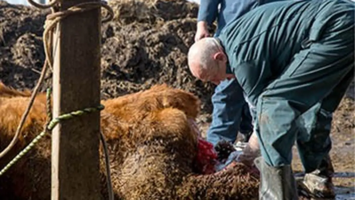 L'incroyable Dr Pol S04E00 Jeu d'équipe