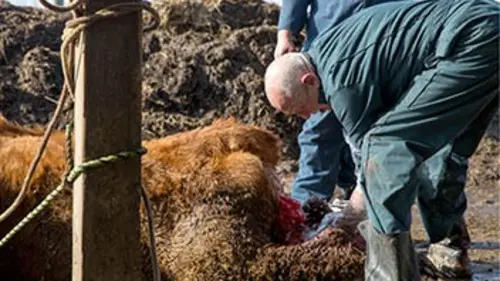 L'incroyable Dr Pol S04E00 Jeu d'équipe en streaming