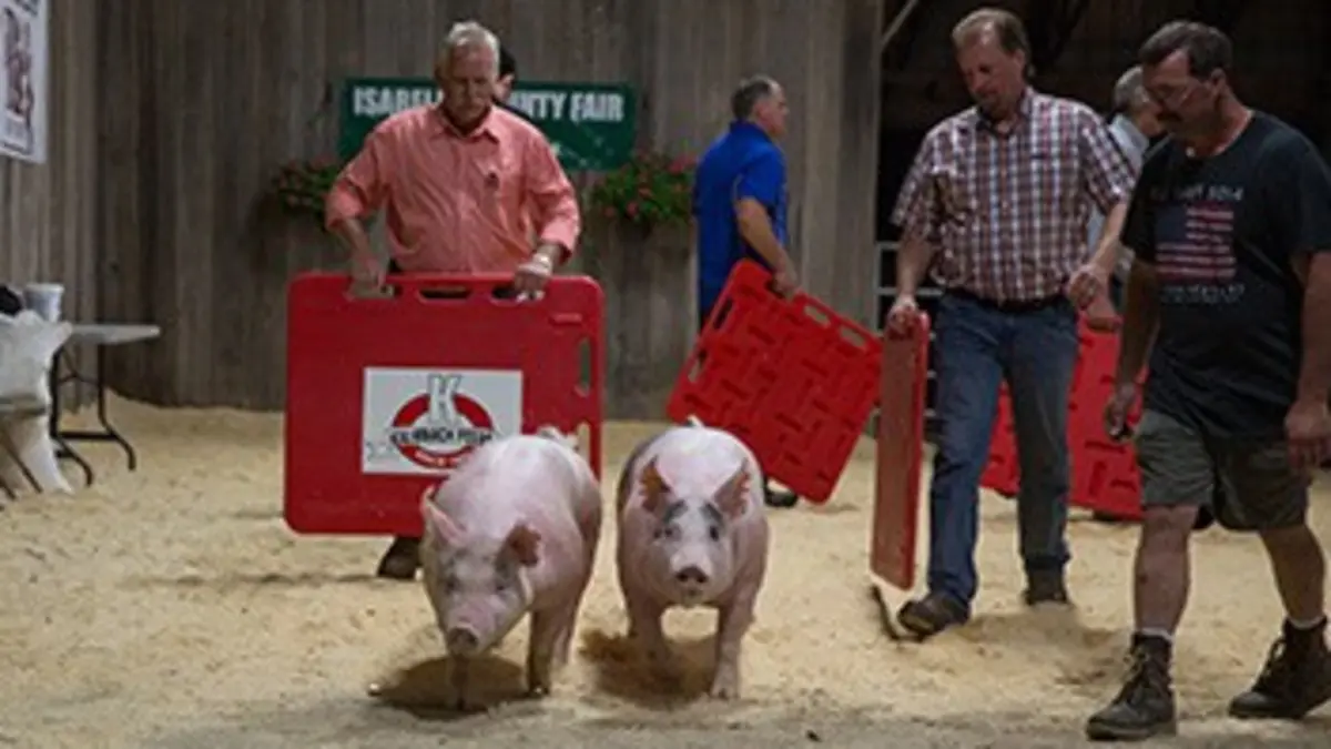 L'incroyable Dr Pol S05E02 Mon beau cochon