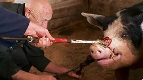 L'incroyable Dr Pol S09E17 Cochons sous la pluie