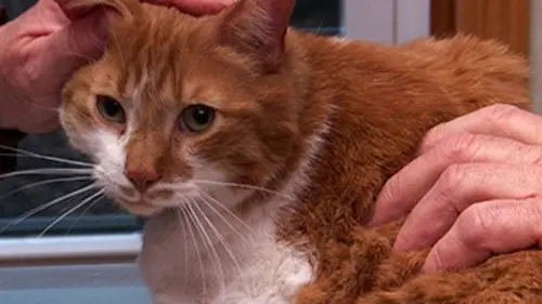 L'incroyable Dr Pol S09E18 Coupure de courant