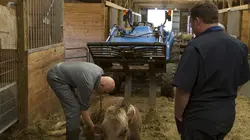 L'incroyable Dr Pol Fête nationale