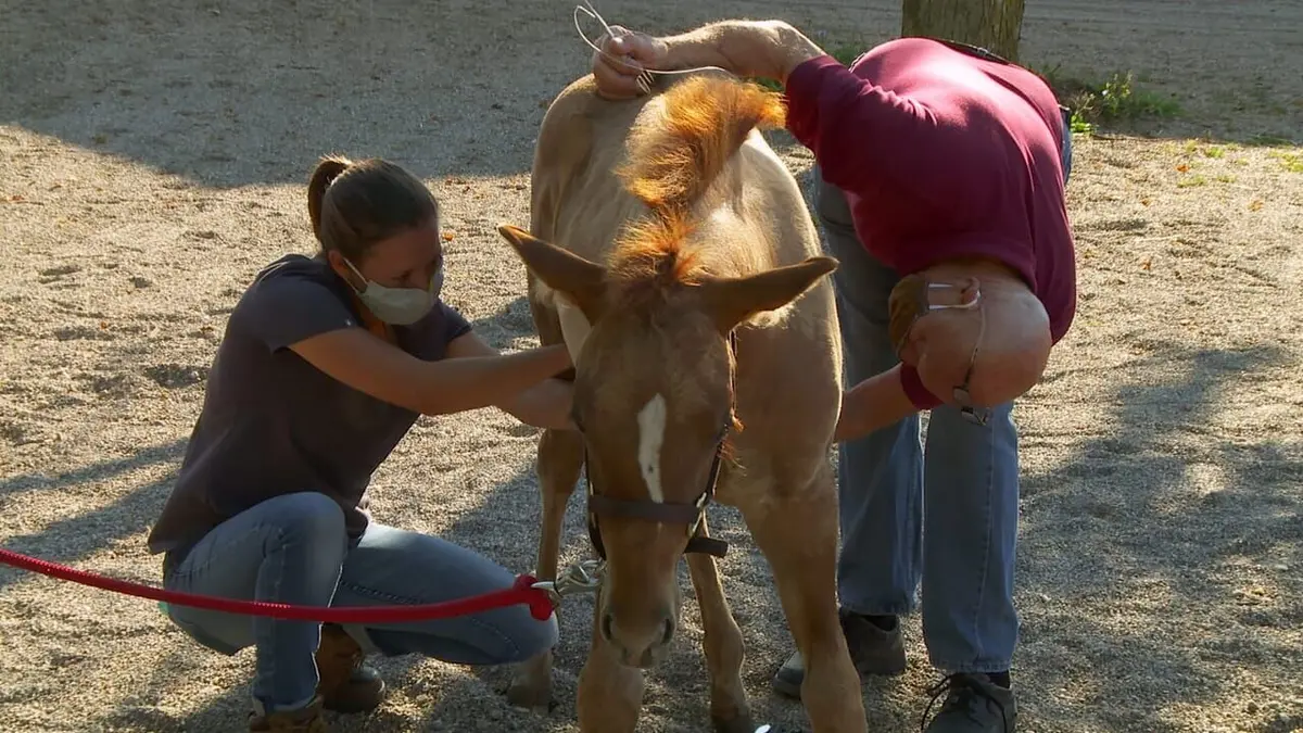 L'incroyable Dr Pol Quoi de neuf docteur ? en streaming