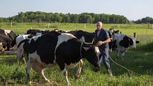 L'incroyable Dr Pol Charles aux commandes