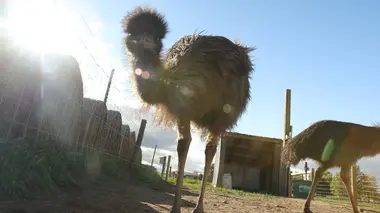 Un troupeau de nouveautés