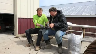 Les brebis sont-elles enceintes ?