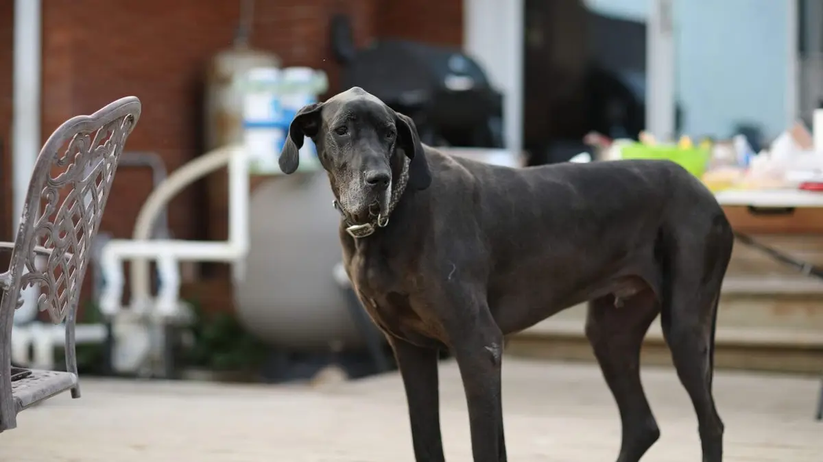 L'Incroyable ferme des Pols Le clan Pol en streaming