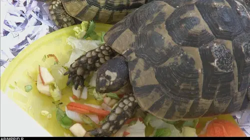 L'incroyable marché des animaux de compagnie