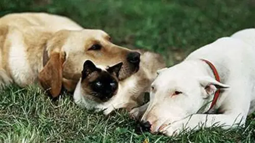 L'incroyable randonnée