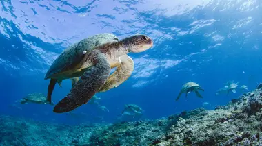 L'incroyable voyage de Bunji la tortue Les tortues de mer sont parmi les créatures les plus majestue...