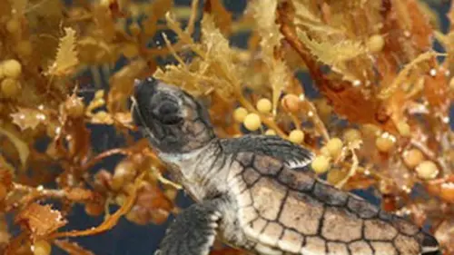 L'incroyable voyage de Kura la tortue