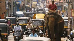 Visuel de L'Inde du Sud, paradis des éléphants