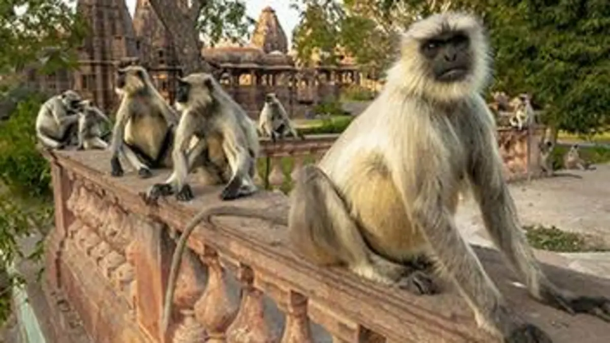 L'Inde sauvage E01 Au fil de la mousson