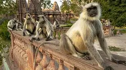 Visuel de L'Inde sauvage