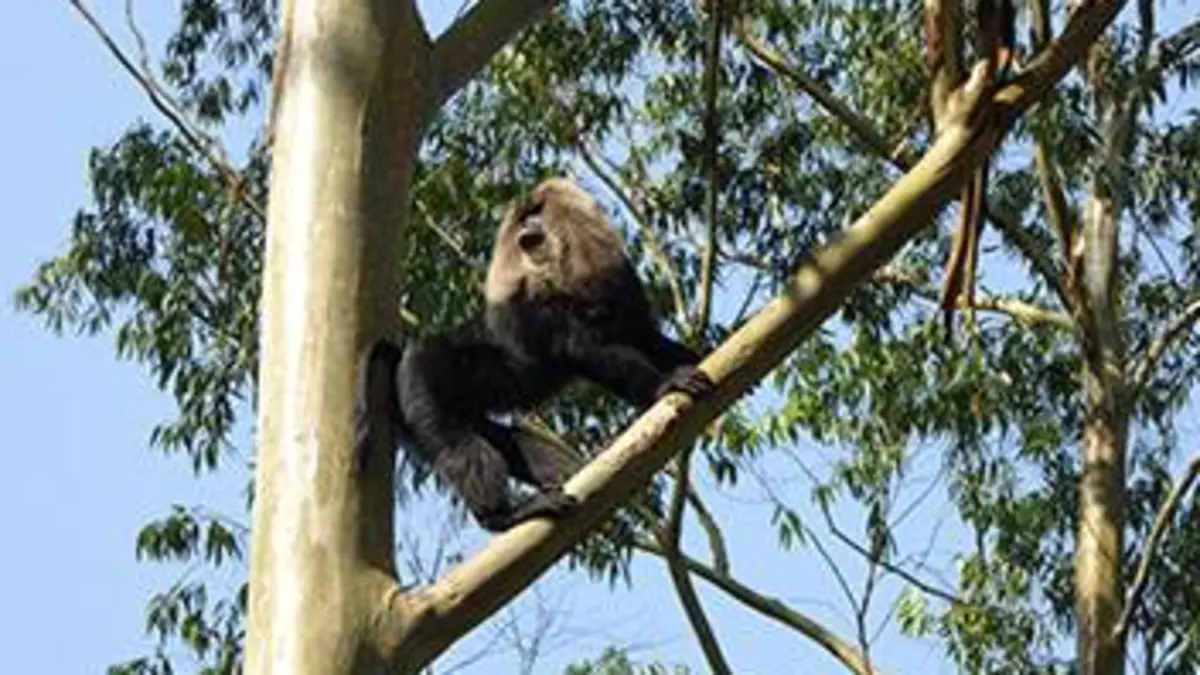 L'Inde sauvage E02 En altitude