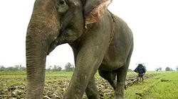 Visuel de L'Inde sauvage