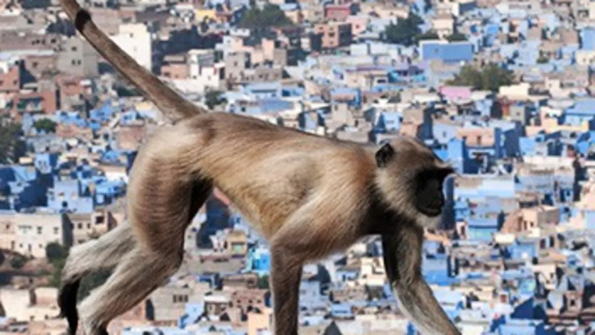 L'Inde sauvage E01 Le désert de Thar