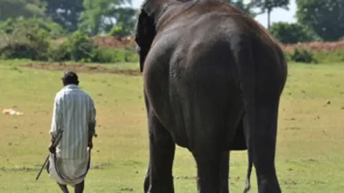 L'Inde sauvage E02 Dans la jungle des Ghâts
