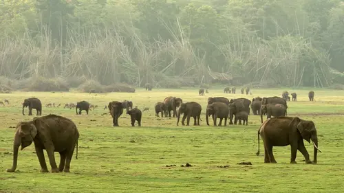 L'Inde sauvage Les forêts